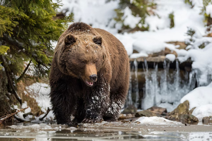 Медведь-предсказатель обещает скорую весну соседям Хакасии