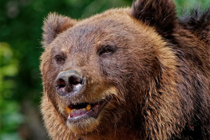 Когда проснутся медведи в Хакасии и чего от них ждать