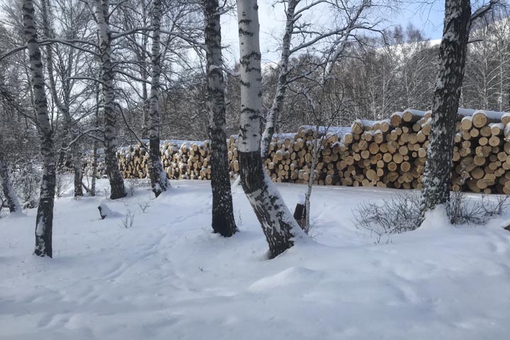 Жителя Бейского района осудили за рубку леса 