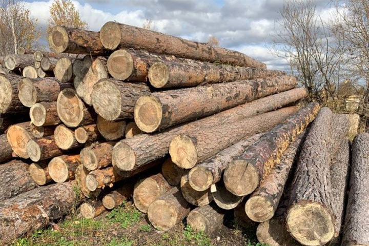 В России семью депутатов будут судить за незаконную рубку леса