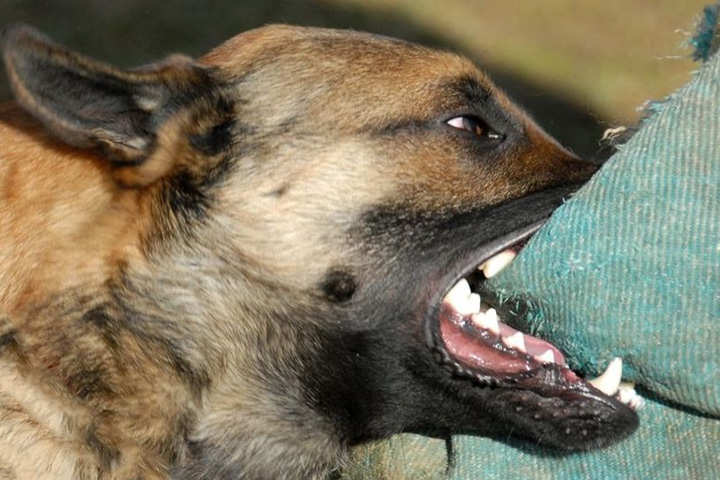Все-таки быстрая и безболезненная смерть собакам в Хакасии?
