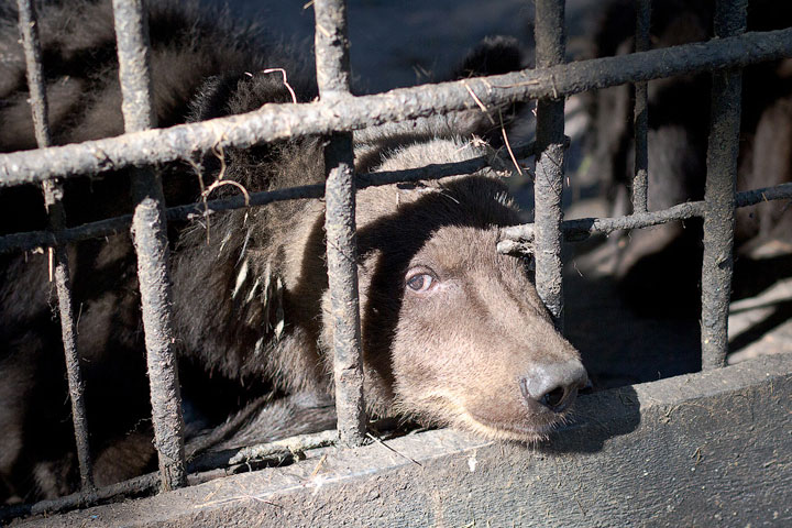 Переезд медведей в Абаканском зоопарке сильно затянулся