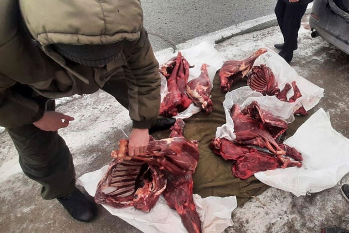 В Ширинском районе поймали браконьеров с 4 тушами косули 