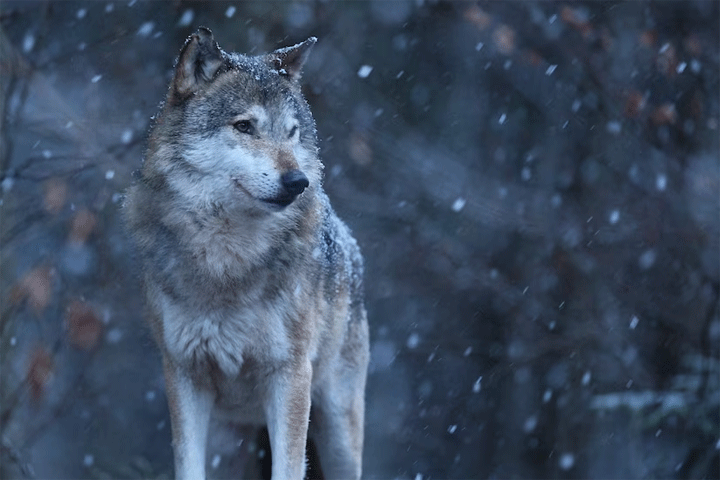 Не укрыться даже в заказниках: в республике усилят борьбу с волками