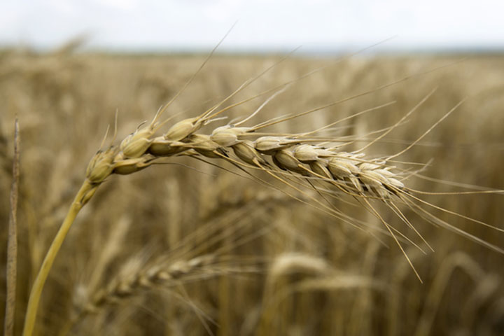 Зачем Россия продлила «зерновую сделку»? Раскрыт «хитрый ход» Путина