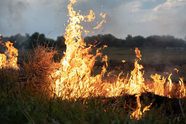 Пожароопасный сезон: Хакасия обойдется без «зон контроля» 