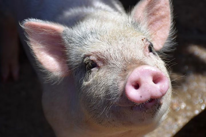 Абаканская ветстанция проверит свиней на африканскую чуму