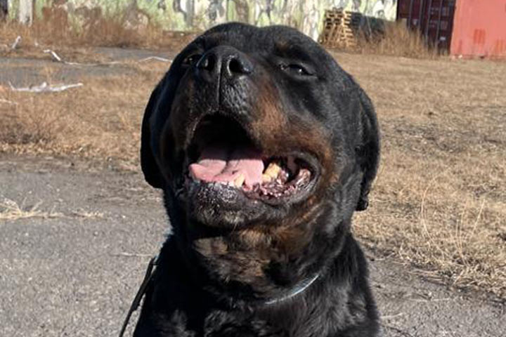 В Хакасии служебная собака нашла инструмент на круглую сумму