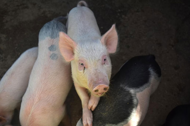В Хакасии нашли продукцию с африканской чумой свиней