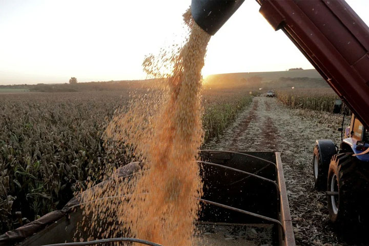 Скрытый смысл «зерновой сделки»: Россия сделала свою ставку