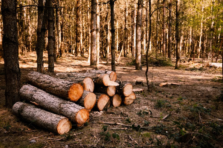 Как получить лес на дрова в Хакасии - легко