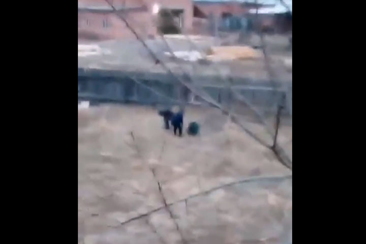 В Чапаево нашли вторую замученную собаку. Кадетов-садистов проверят вновь 