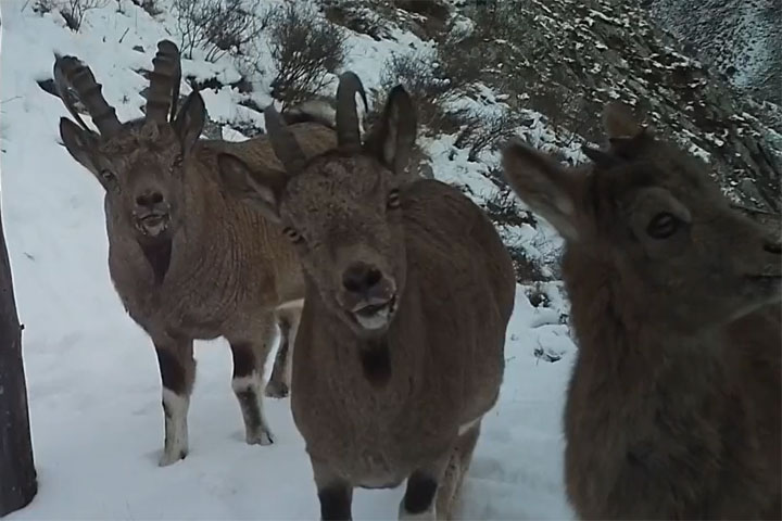 Сибирские горные козлы пытались что-то рассказать на камеру