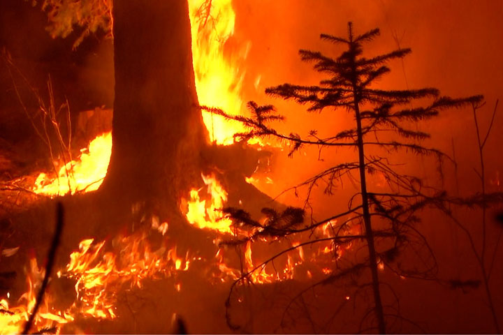 В Хакасии новое министерство рапортует о лесных пожарах 