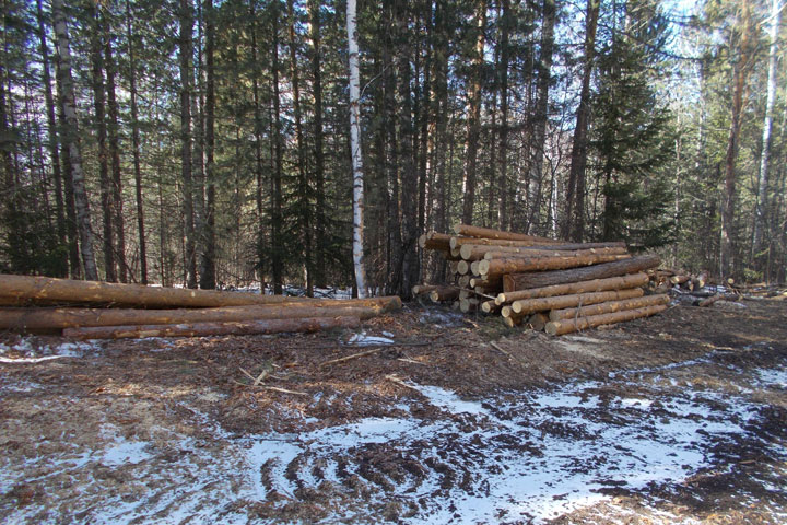 Вокруг деревни в Хакасии вырубают лес