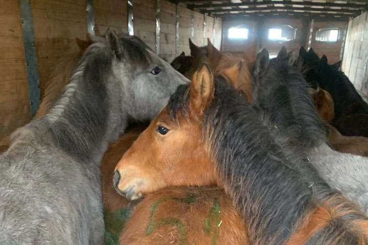 Хакасия отправила лошадей на убой в Казахстан