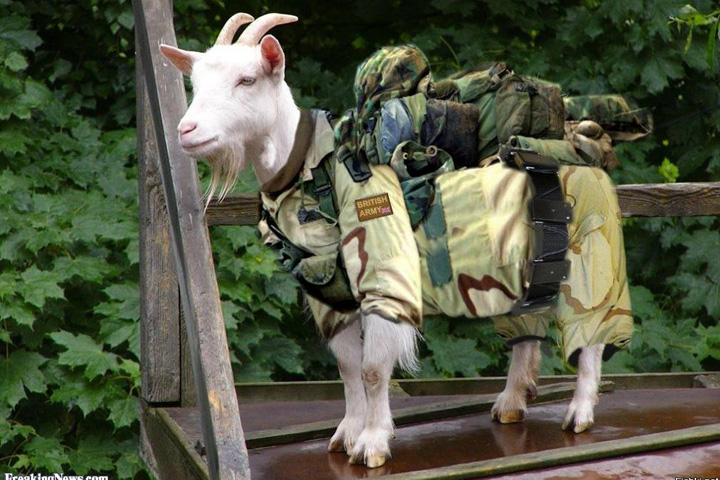 Зачем козлы служат в армии