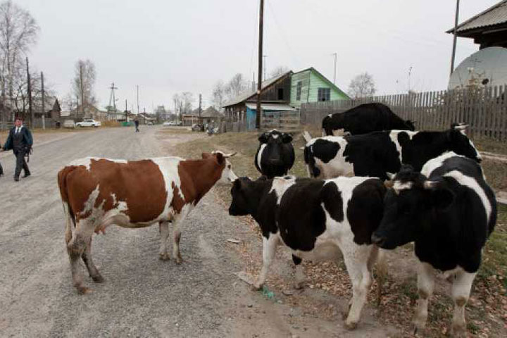 В Хакасии проиндексируют выплаты сельчанам за скот, список получателей расширен