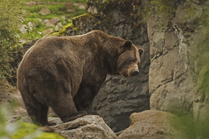 На Красноярских Столбах проснулись медведи