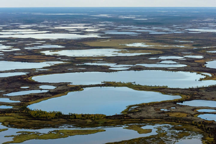 Русские болота могут спасти весь мир от смертельной опасности. Доказано учеными