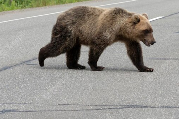 Медведь-пестун выбежал на дорогу Саяногорск - Черемушки