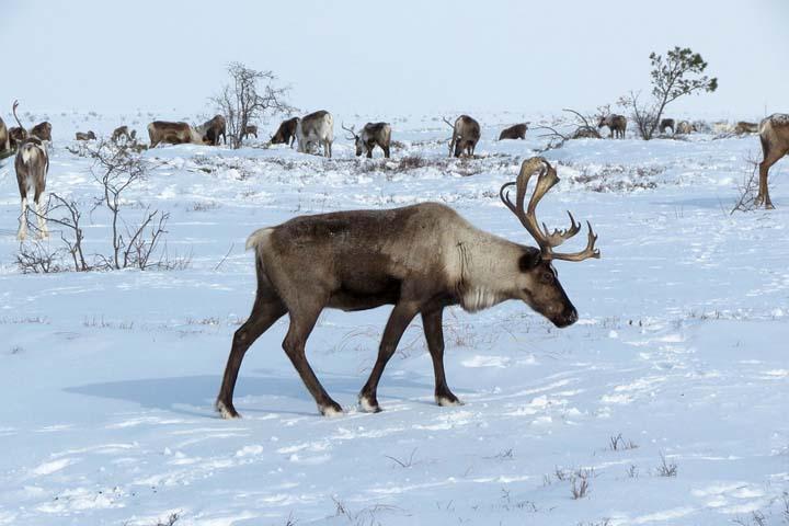 Ученые отследили со спутника перемещение северного оленя в Хакасию 