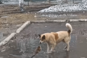 Бродячая собака и ондатра устроили драку в городской луже