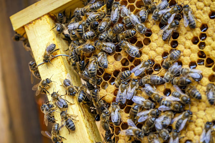 В Хакасию запретили ввозить пчел из Казахстана и Узбекистана