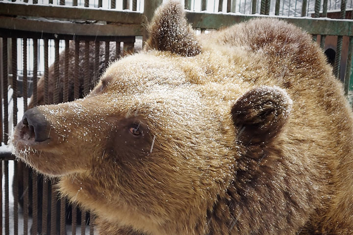 Для переезда медведей Хакасия объявила новый аукцион на 2 миллиона