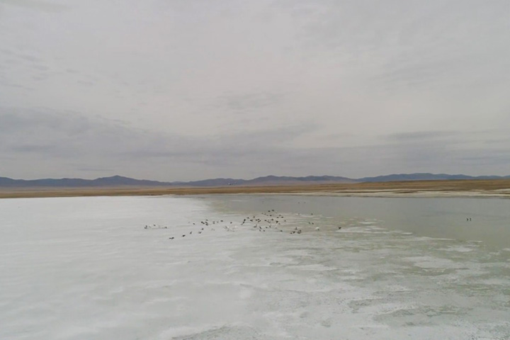  На заповедных озерах Хакасии началась весенняя миграция птиц