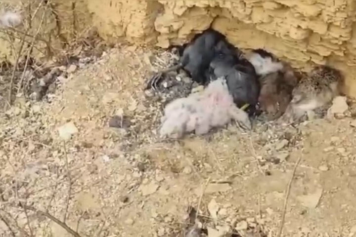 Гнездо филина обнаружили в заповеднике «Хакасский»