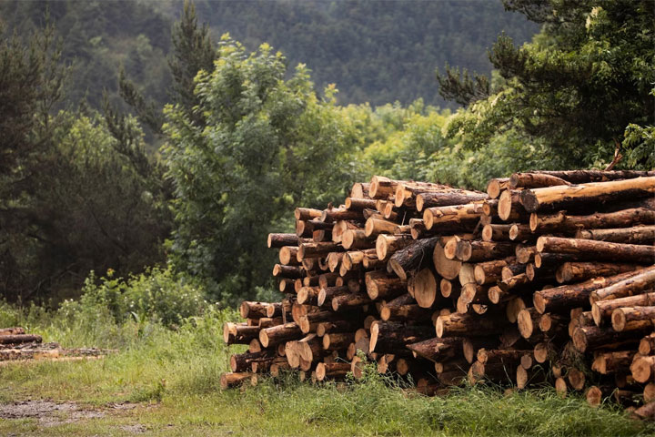 Хакасия экспортирует лес в 9 стран мира