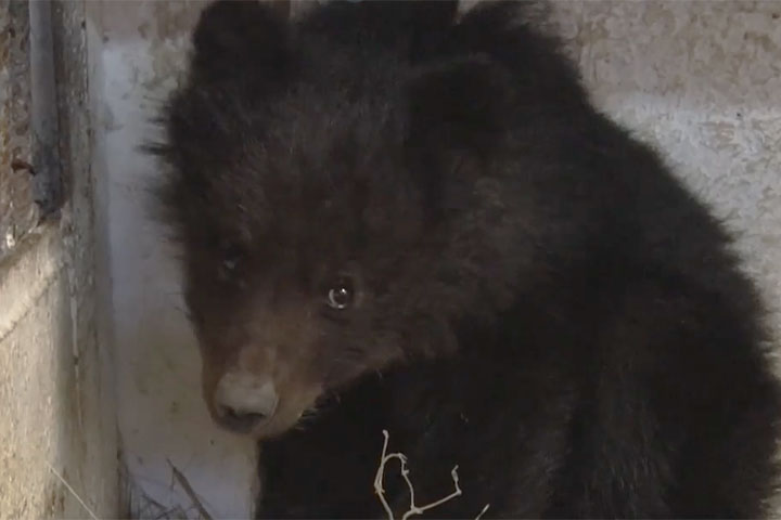 «Зоопарк не питомник»: что ожидает маленьких хищников в Хакасии