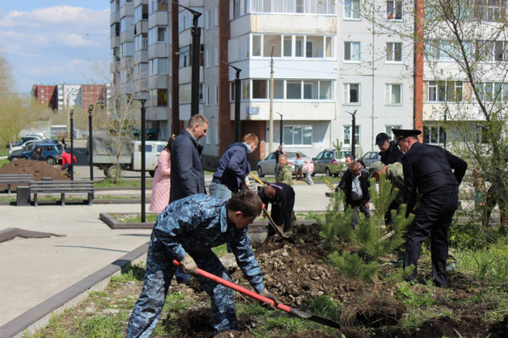 Сосны в Саяногорске будут напоминать о подвиге предков