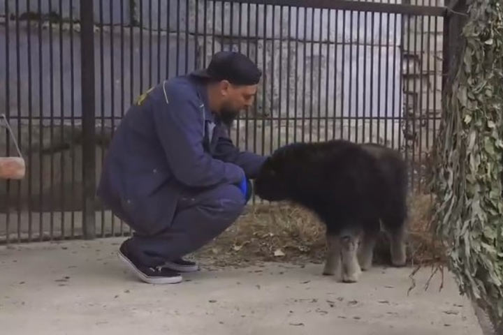 Самочка овцебыка пока на карантине в зоопарке 