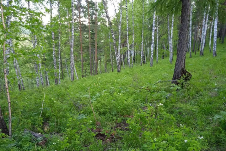 Осень - время поиска в лесу не только грибов, а и заплутавших грибников