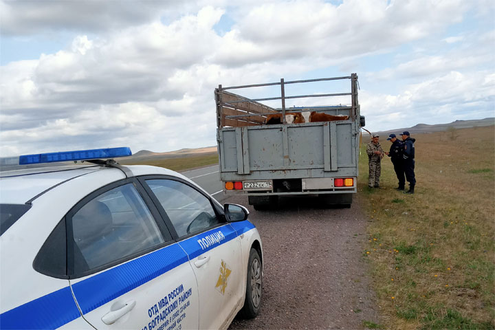 Из Усть-Абаканского района перевозили коров без ветеринарных документов