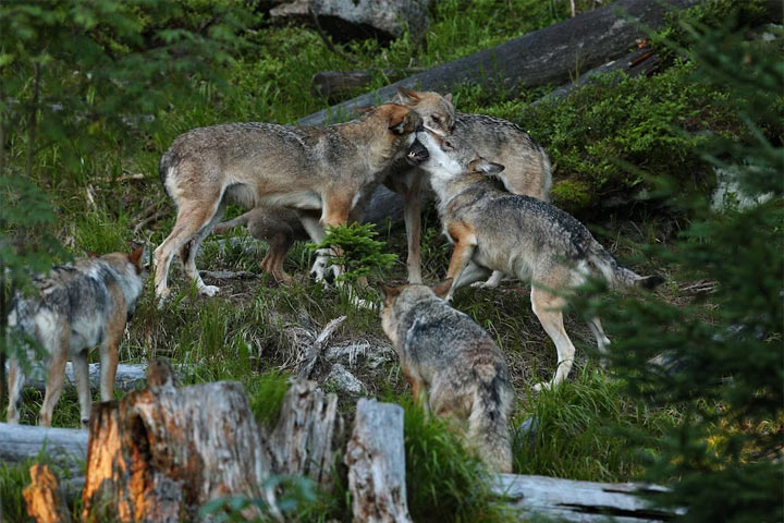 Стая волков держит в страхе жителей поселка в Хакасии