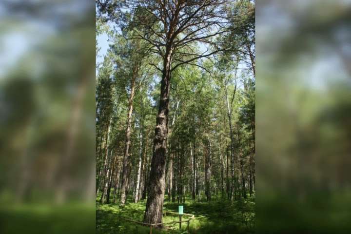 Шушенская сосна, заставшая Ленина, претендует на титул главного дерева России