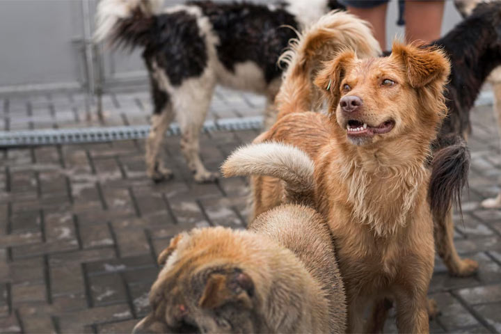 Активист ЛДПР  помог абаканцам решить вопрос с бродячими собаками