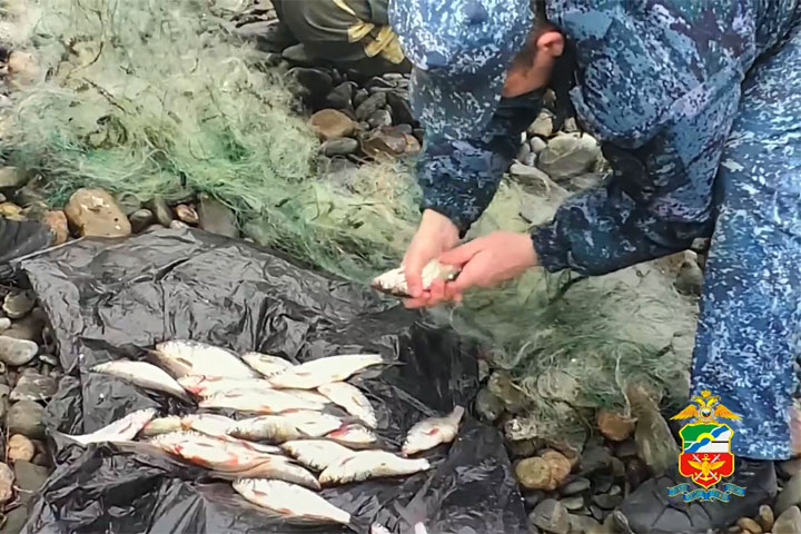 У браконьеров из Алтайского района изъяли более 500 м сетей и почти 300 рыбин