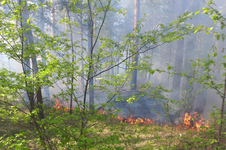 Грозы принесли лесам Хакасии пожары 