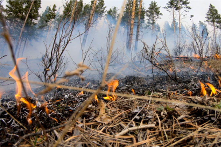 Грозы три раза за выходные подожгли лес в Хакасии 