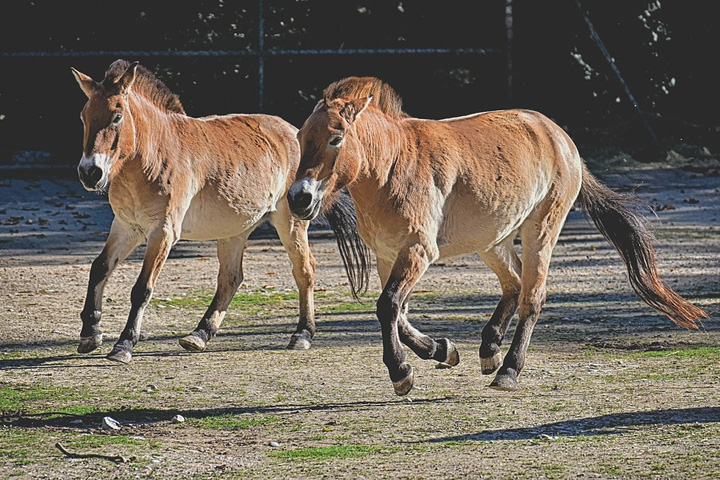 В Хакасии продолжается реинтродукция лошади Пржевальского