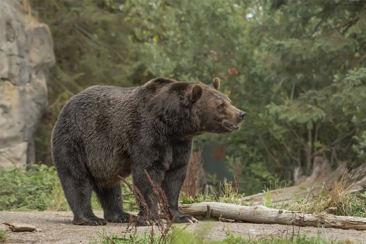 В соседнем с Хакасией регионе медведь вышел в поселок