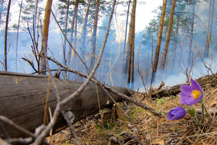 В Хакасии с родителей подростков взыщут почти миллион за поджог травы в лесу