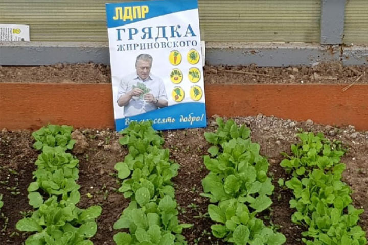 В Хакасии уже едят овощи с «грядки Жириновского» 