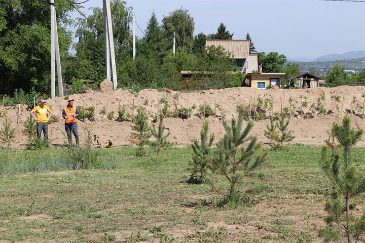 В Хакасии на карьере растительных отходов создается лесопарковая зона