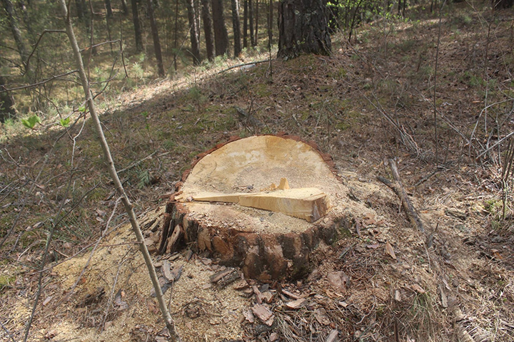 Рядом с Хакасией незаконно нарубили лес на 4 миллиона