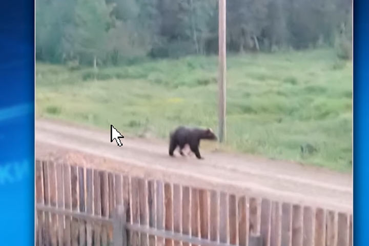 Медведи несколько дней держат в страхе поселок 